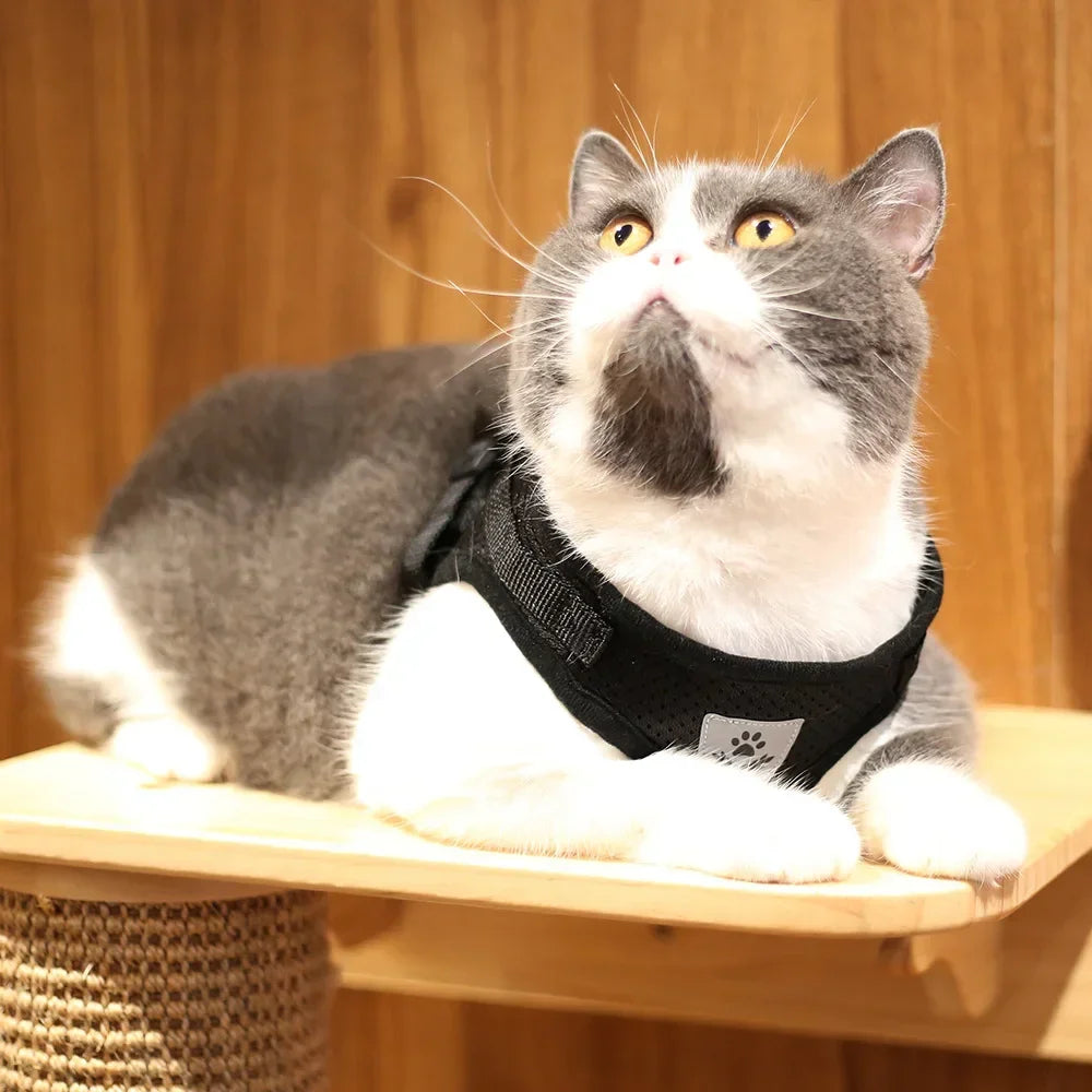 PawVest™ - Prevención de Fugas